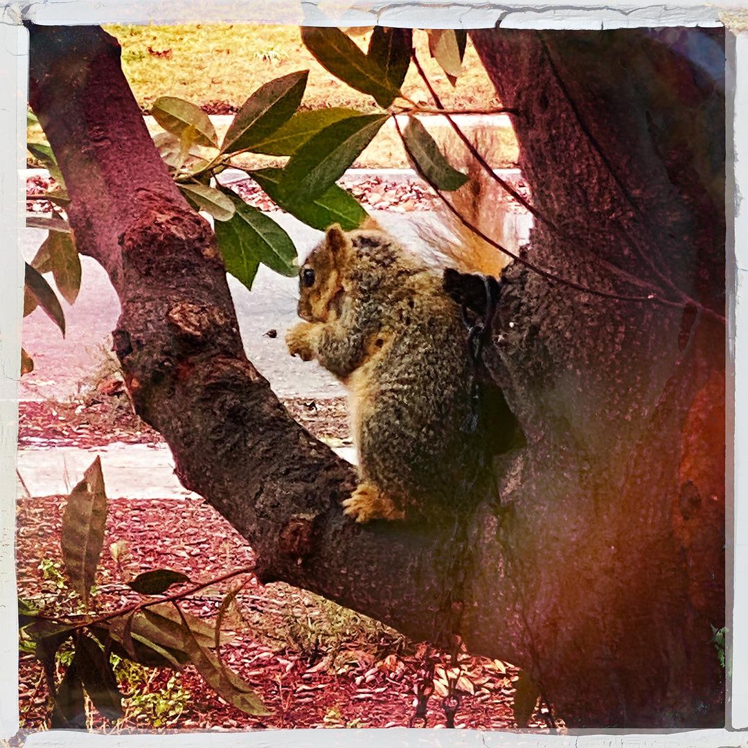 An adorable squirrel.